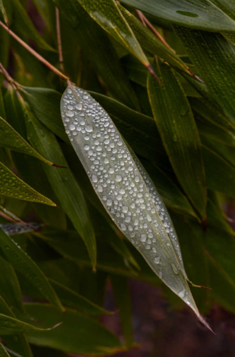 Dew on the leaf of Clavinodum oedogonatum