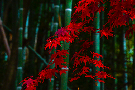 Acer Palmatum in focus with Phyllostachys Edulis in the background